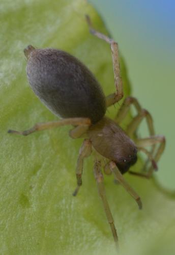 Clubiona sp.